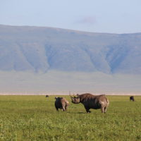 Tanzania Safaris, Ngorongoro Crater