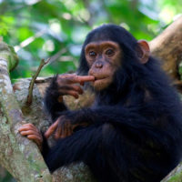 chimpanzee1