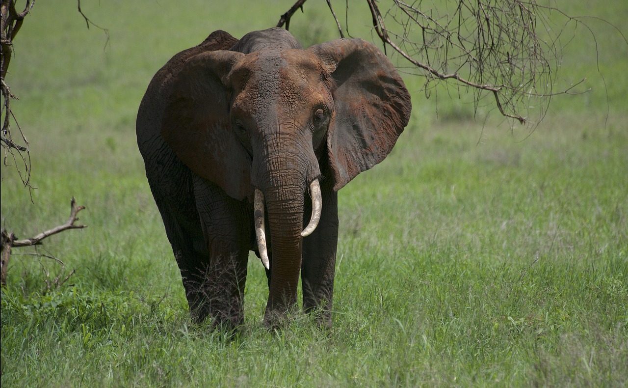 elephant-6889906_1280