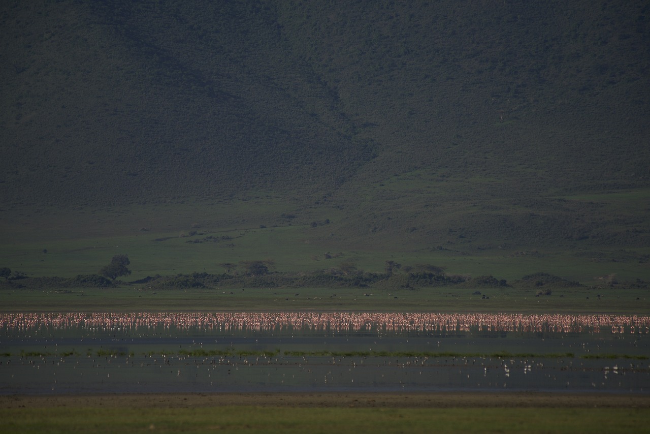 flamingos-6480822_1280