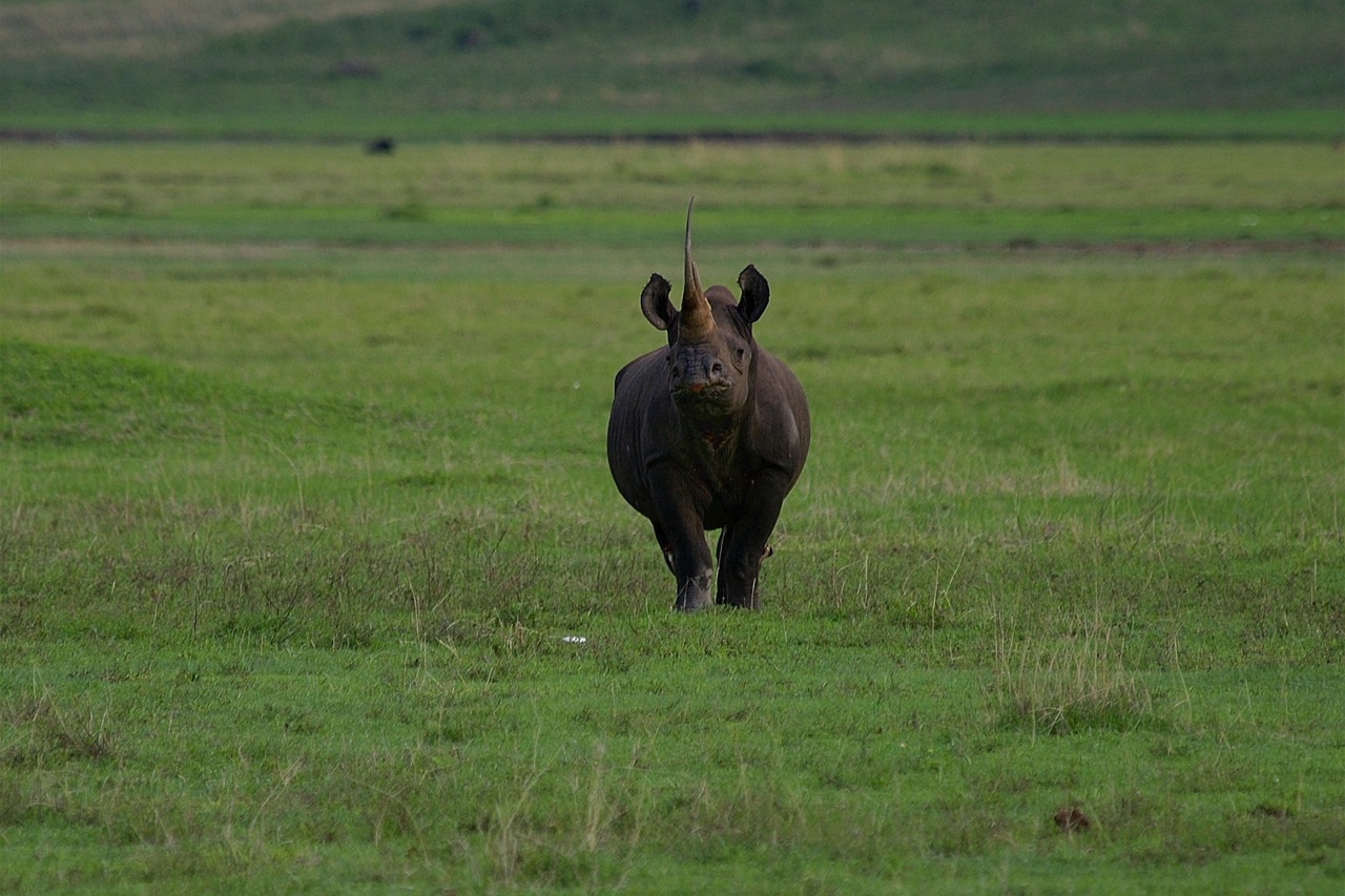 rhino-7375288_1280